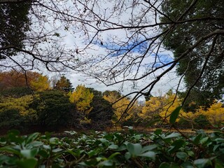 beautiful autumn leaves against sky