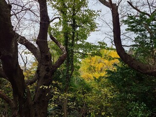 beautiful autumn leaves against sky