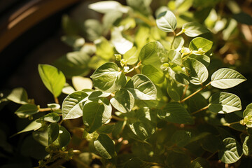 Obraz premium Small leaf plant