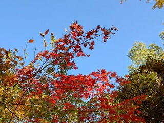 beautiful autumn leaves against sky