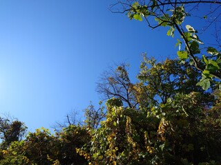 trees and beautiful sunny sky