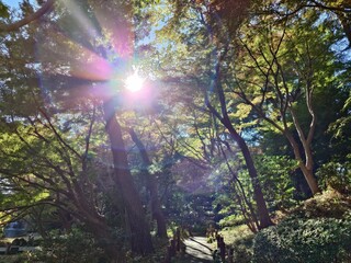 trees and beautiful sunny sky