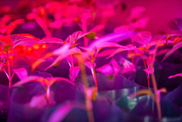 Fluorescent lamp and young shoots of tomatoes