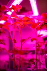 Fluorescent lamp and young shoots of tomatoes