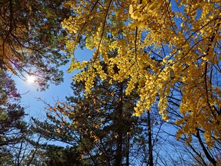 beautiful autumn leaves against sky