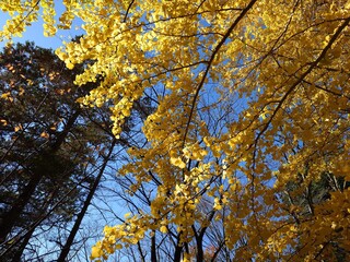 beautiful autumn leaves against sky