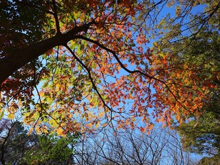 beautiful autumn leaves against sky