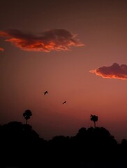 Fototapeta na wymiar sunset with the birds