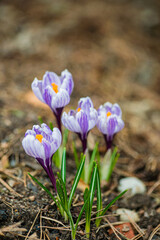 spring flowers in the garden