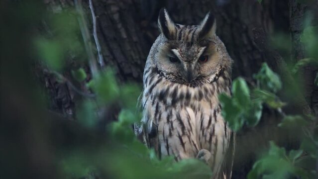 Close up of long-eared owl (Asio otus) sitting and falling asleep on dense branch deep in crown. Wildlife tranquil portrait footage of bird in natural habitat background