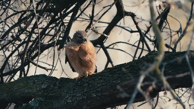 Hawk in a tree in winter 
