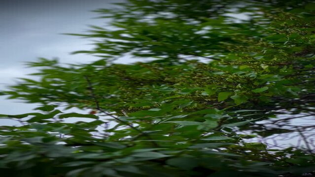 green leaves on the branches of a tree