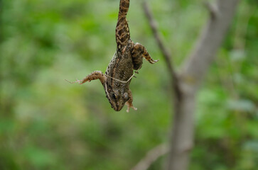 frog hanging upside down on blurred nature background