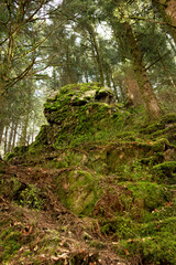 A large boulder on a rock covered with moss and climbing plants in a pine forest