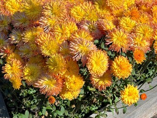 Chrysanthemum flowers yellow orange blossom in the autumn garden.