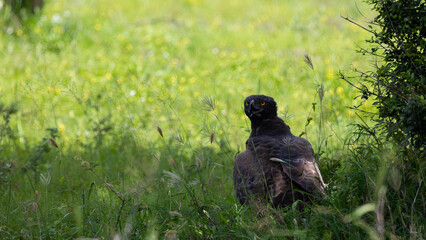 a martial eagle on the ground