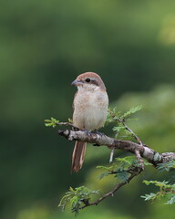 The brown shrike (Lanius cristatus) is a bird in the shrike family that is found mainly in Asia.