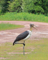 The lesser adjutant (Leptoptilos javanicus) is a large wading bird in the stork family Ciconiidae
