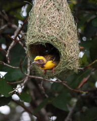 The streaked weaver (Ploceus manyar) is a species of weaver bird found in South Asia