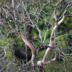 The blue-tailed bee-eater (Merops philippinus) is a near passerine bird in the bee-eater family Meropidae