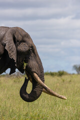 Obraz premium a big bull elephant tusker