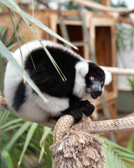 Selective focus vertical portrait of black-and-white ruffed lemur perched on rope in enclosure