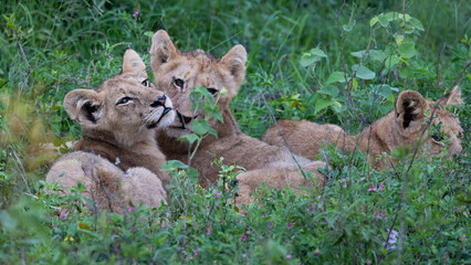 small lion cubs in the wild
