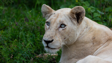 a white lioness in Kruger National Park