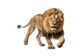 Obraz premium _Lion_running_closeup_full_body