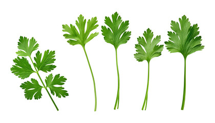 bunch of parsley isolated on transparent background cutout - obrazy, fototapety, plakaty