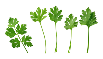 bunch of parsley isolated on transparent background cutout