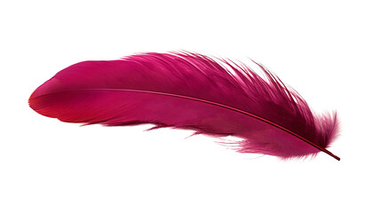 red pink feather isolated on transparent background cutout