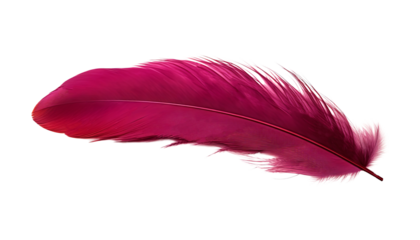 red pink feather isolated on transparent background cutout