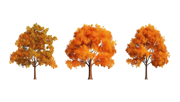 autumn trees collection isolated on transparent background cutout