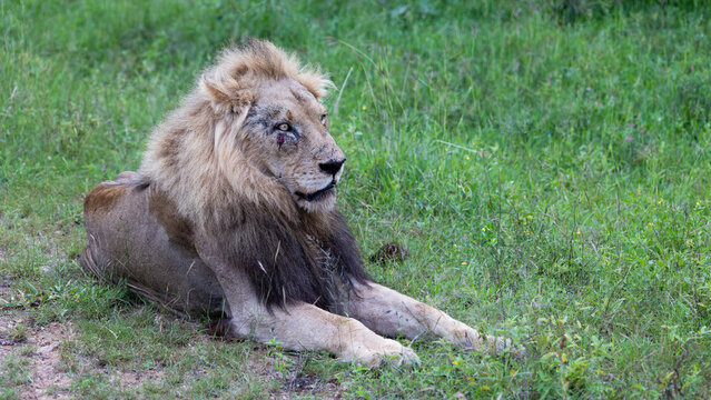 A male lion - battered and bruised