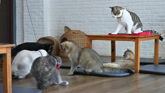 Group of cats living in cat cafe. Cat cafe are a type of coffee shop where patrons can play with cats that roam freely around the establishment.