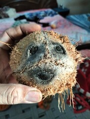 Close-up Shot of Pealed Coconut