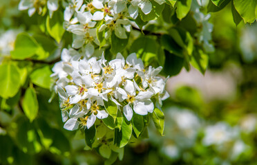Flowering branch of pear in the garden in spring
