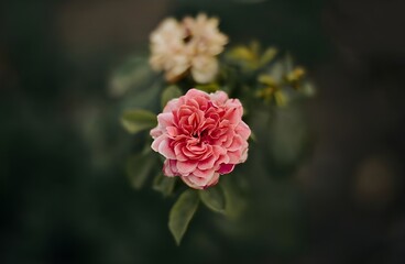 pink rose in garden