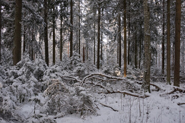 Fototapeta premium Wintertime landscape of snowy coniferous tree stand