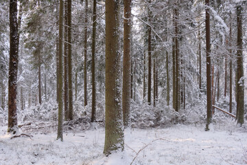 Wintertime landscape of snowy coniferous tree stand