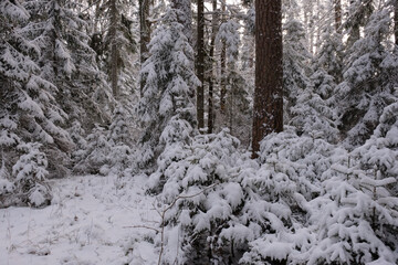 Wintertime landscape of snowy coniferous tree stand