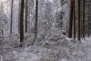 Fototapeta premium Wintertime landscape of snowy coniferous tree stand