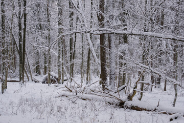 Wintertime landscape of snowy deciduous tree stand