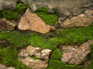 Mousse végétale verte envahissant un mur de pierre naturelle