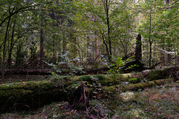 Broken old Norwegian spruce(Picea abies) in autumn