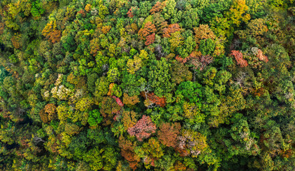 Autumn Tones of Aerial top view forest tree, Rainforest ecosystem and healthy environment concept...