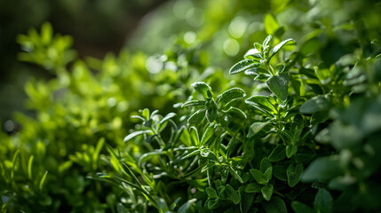 Obraz premium Watering garden, refreshing, active, green, droplets.