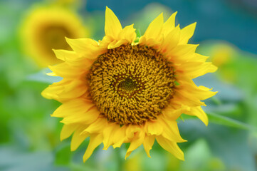 Close-up of Sunflower. Yellow flower with green leaves in the summer garden.