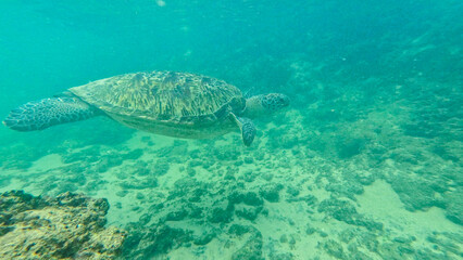 Obraz premium wild turtle in Sri lanka